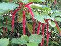 Chenille Plant